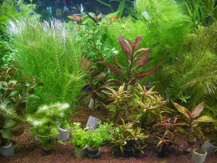 Травник аквариум
