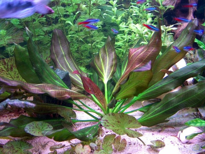 Эхинодорус барта