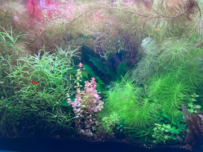 Аквариумное растение