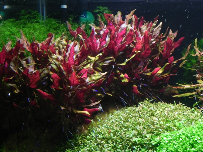 Альтернантера рейнека