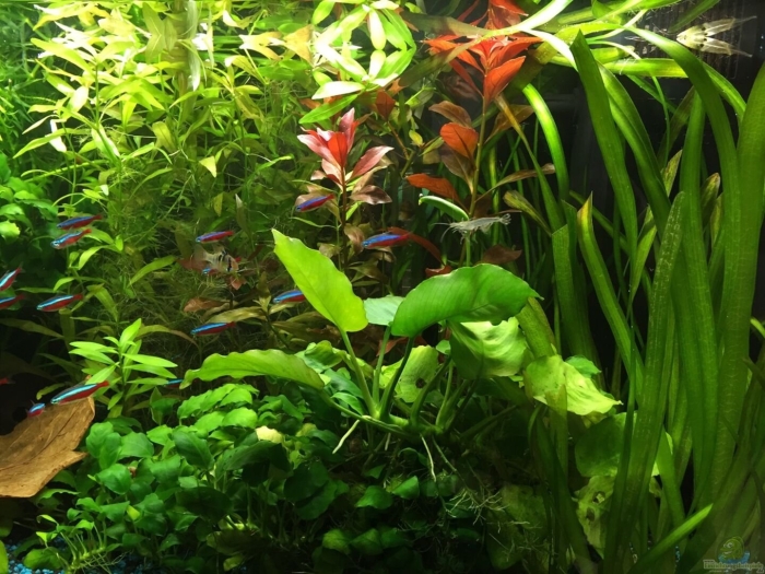 Аквариумное растение анубиас