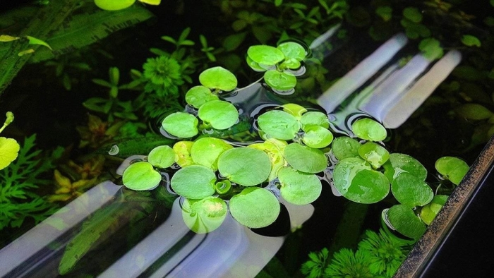 Пистия аквариумное растение