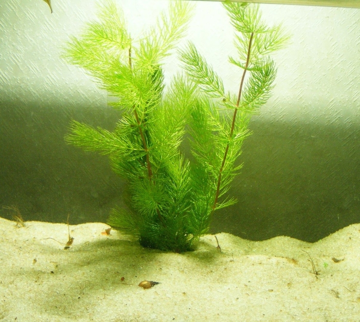 Роголистник красностебельный