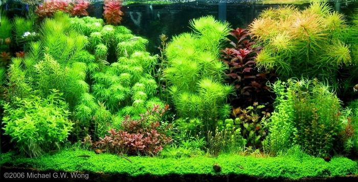 Тонина белем аквариумное растение