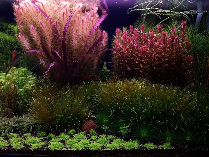 Амбулия аквариумное растение