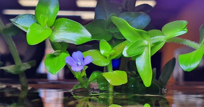 Бакопа каролинская