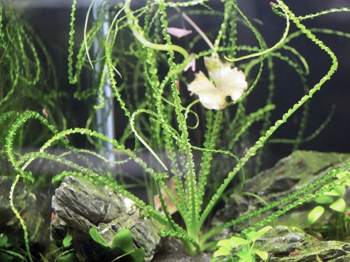 Кринум волнистый