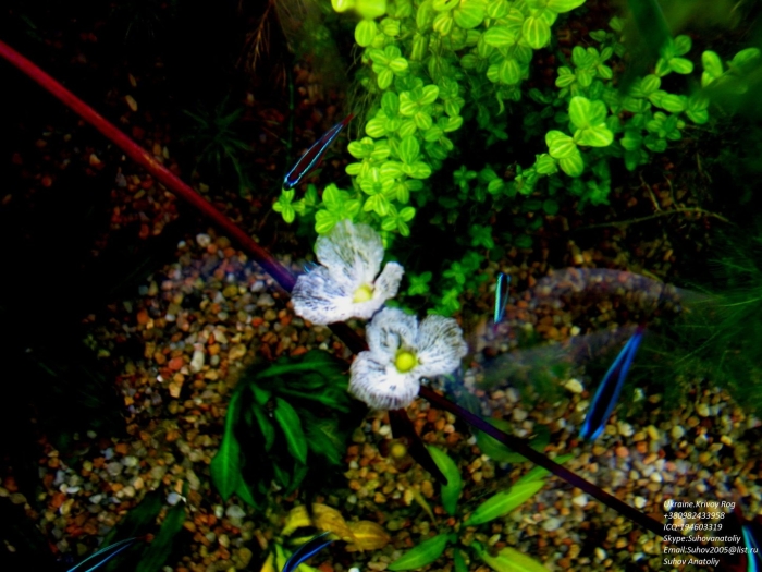 Лимонник аквариумное растение