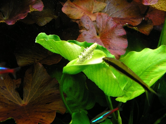 Анубиас аквариумное растение