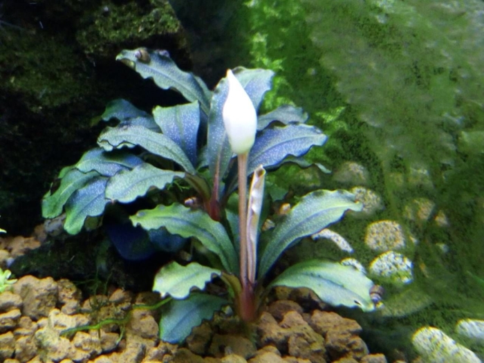 Буцефаландра аквариумное растение