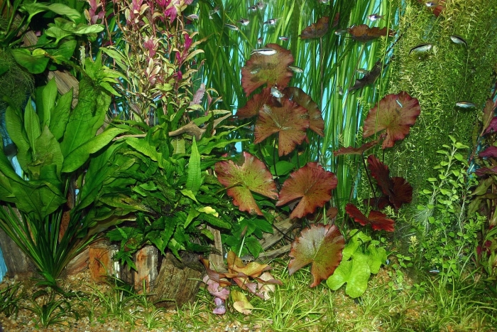 Акваскейп с валлиснерией