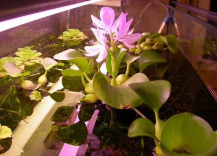 Эйхорния водный гиацинт