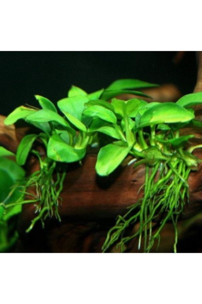 Анубиас аквариумное растение