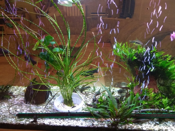 Кринум аквариумное растение