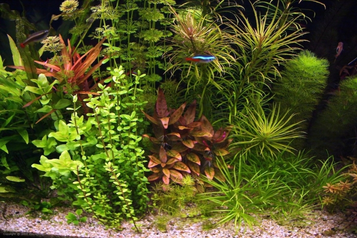 Бакопа колората аквариумное растение