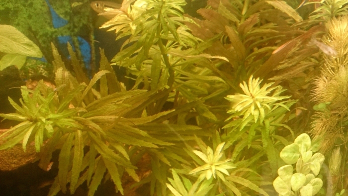 Наяда гваделупская аквариумное растение