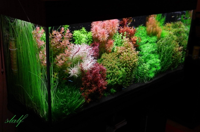 Голландский аквариум травник