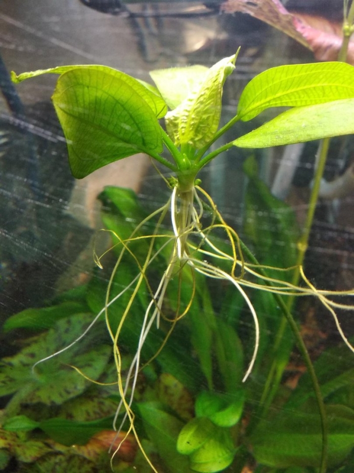 Эхинодорус сердцелистный