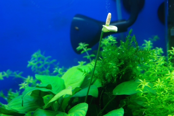 Анубиас аквариумное