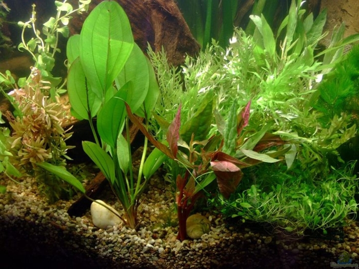 Эхинодорус флоренс