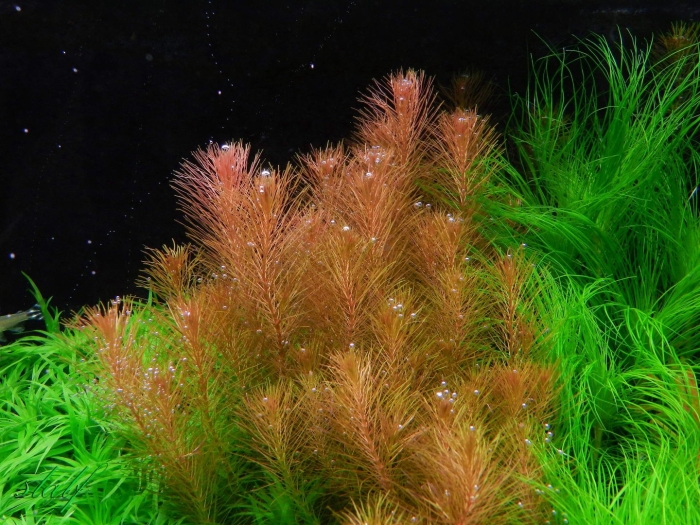 Дидиплис аквариумное растение