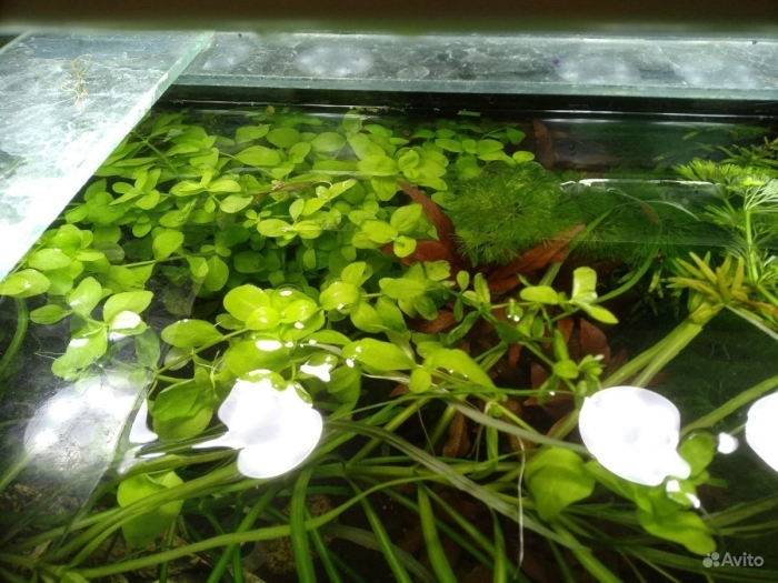 Аквариумное растение плавающее