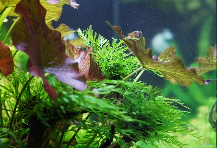 Папоротник болбитис аквариумное растение