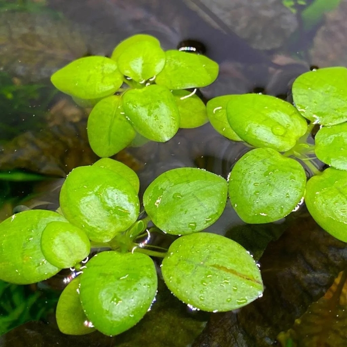 Лимнобиум аквариумное растение