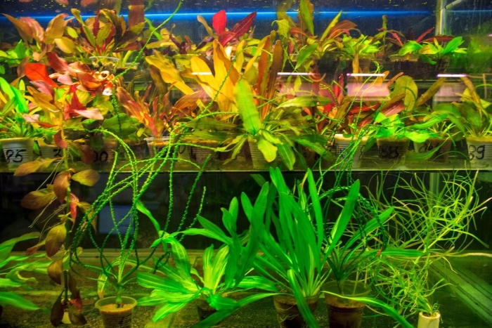 Эхинодорус ашерсона