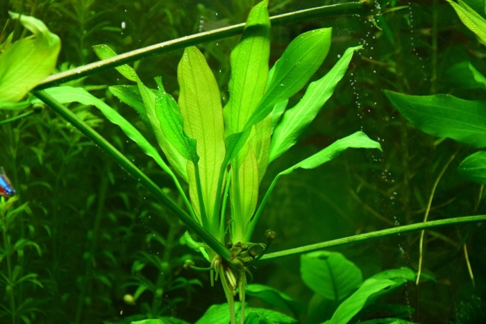 Эхинодорус амазонский (echinodorus amazonicus)