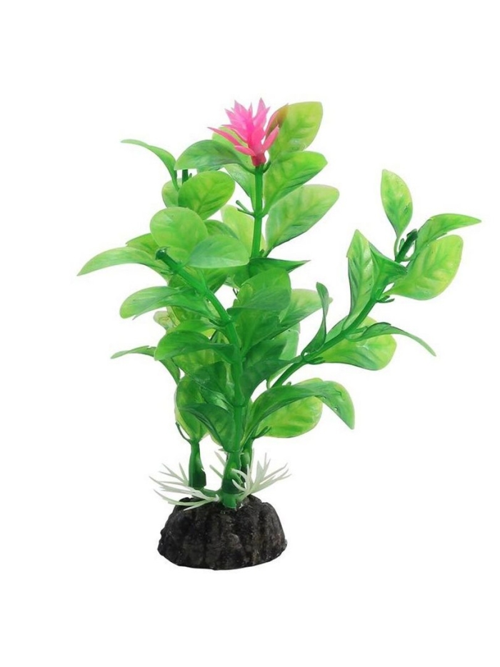 Растение аквариумное