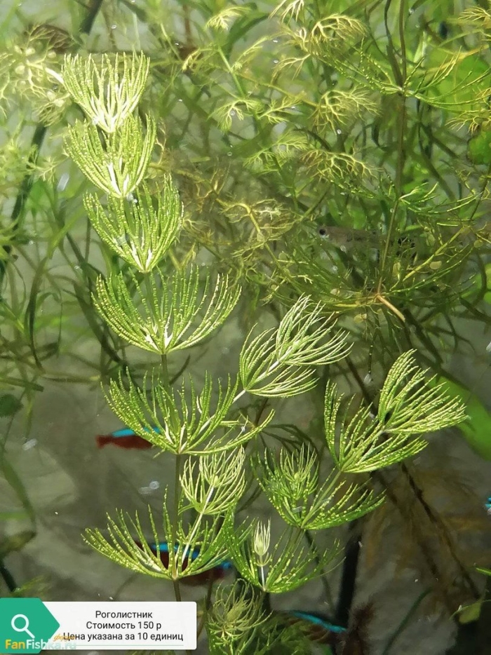 Роголистник кубинский