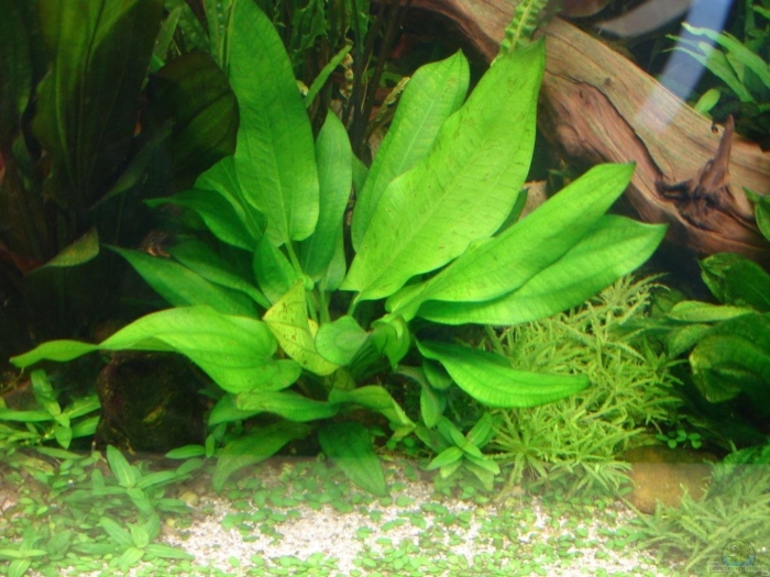 Криптокорина анубиас