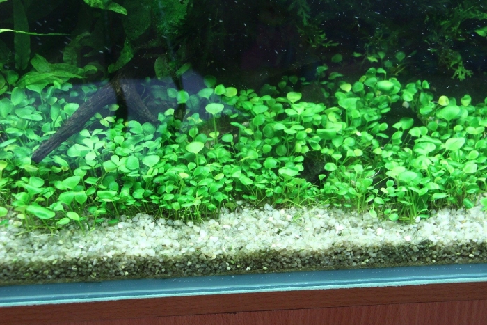 Марсилия crenata