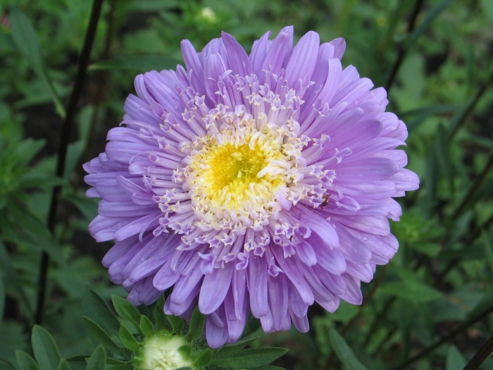 Астра purple dome