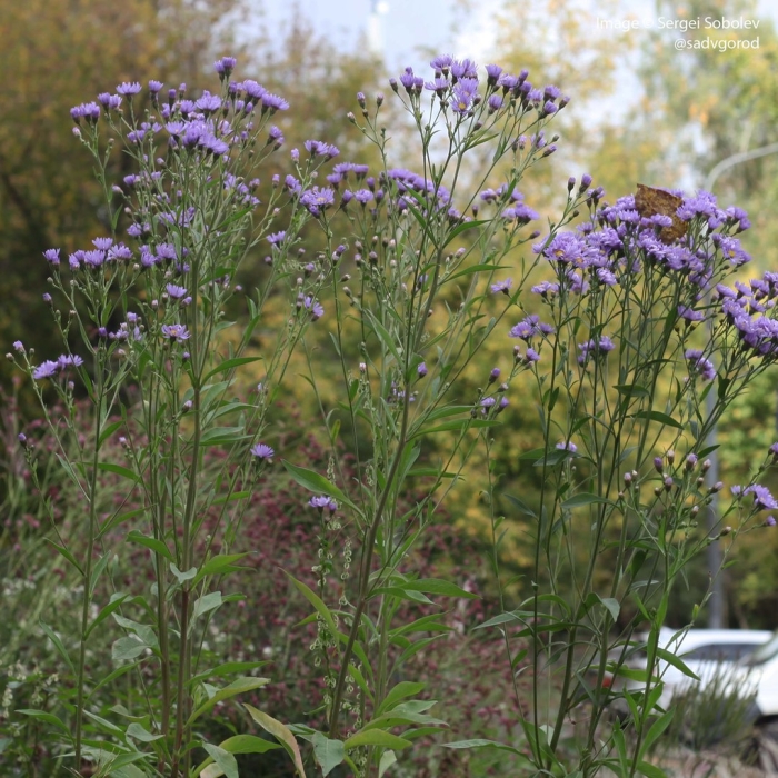 Vernonia noveboracensis