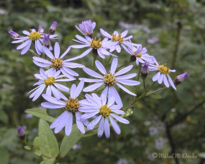 Астра полевая ромашковая