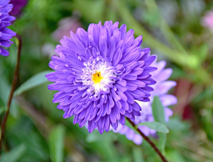 Астра вайолеттер фиолетовая