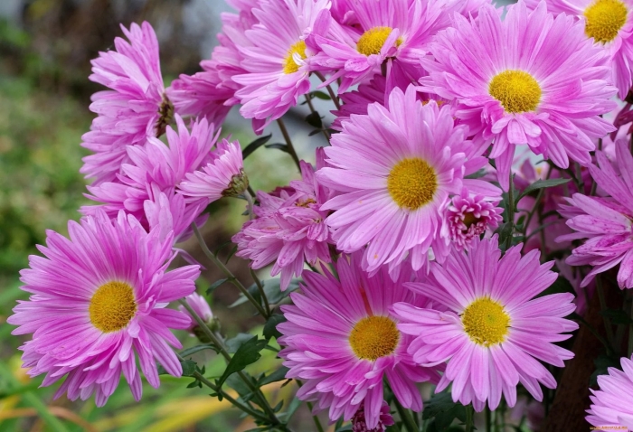 Хризантемы малиновые ромашковые