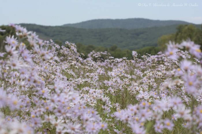 Астра татарская многолетняя