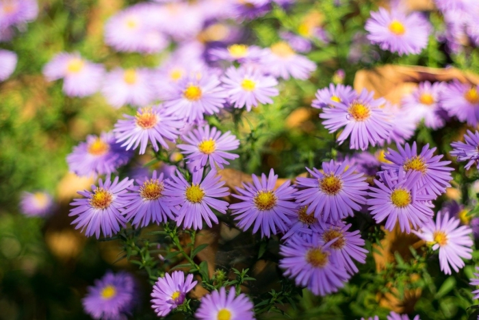 Астра кустарниковая киппенберг