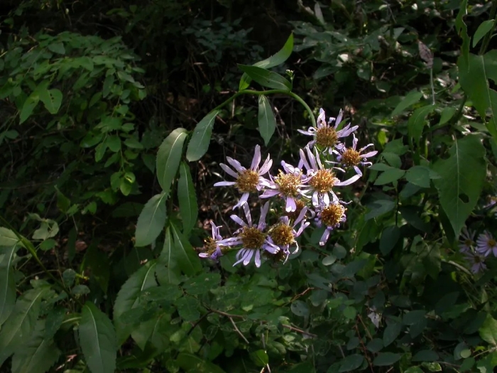 Aster tataricus