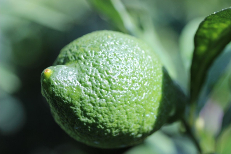 Померанец зеленый фрукт