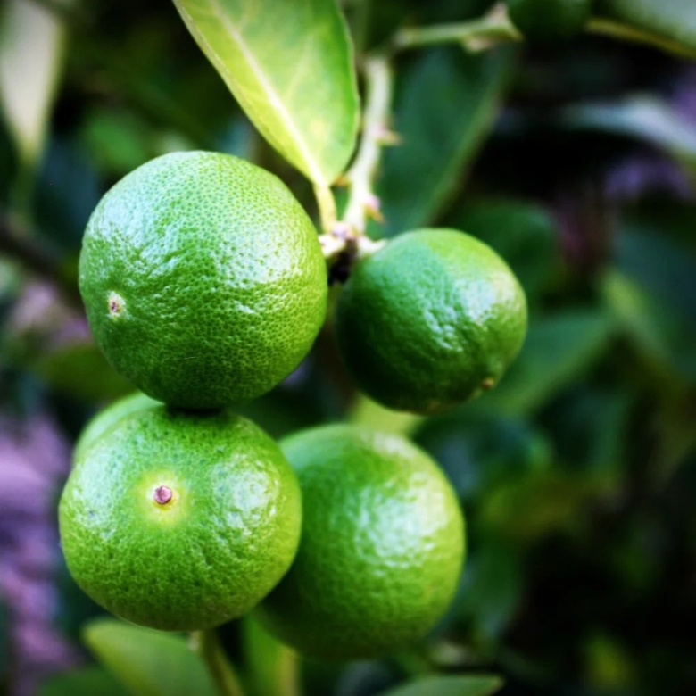 Лайм аурантифолия