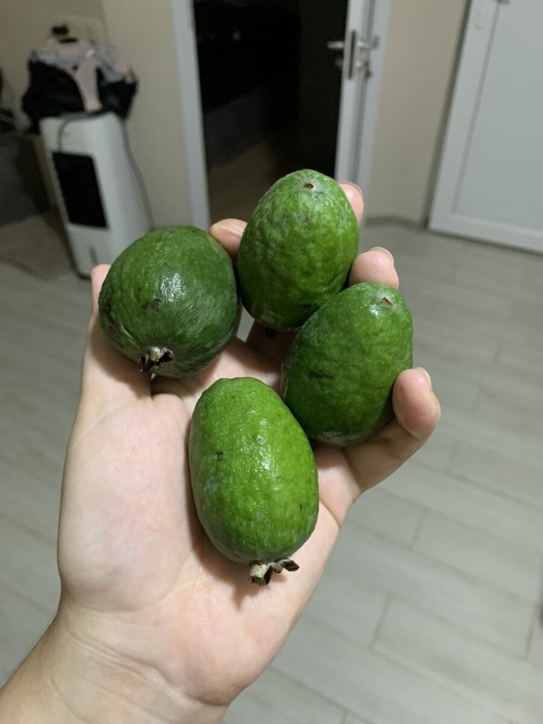 Фрукт фейхоа