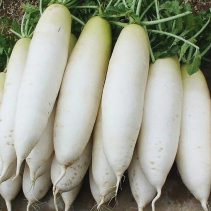 Китайская редька лобо