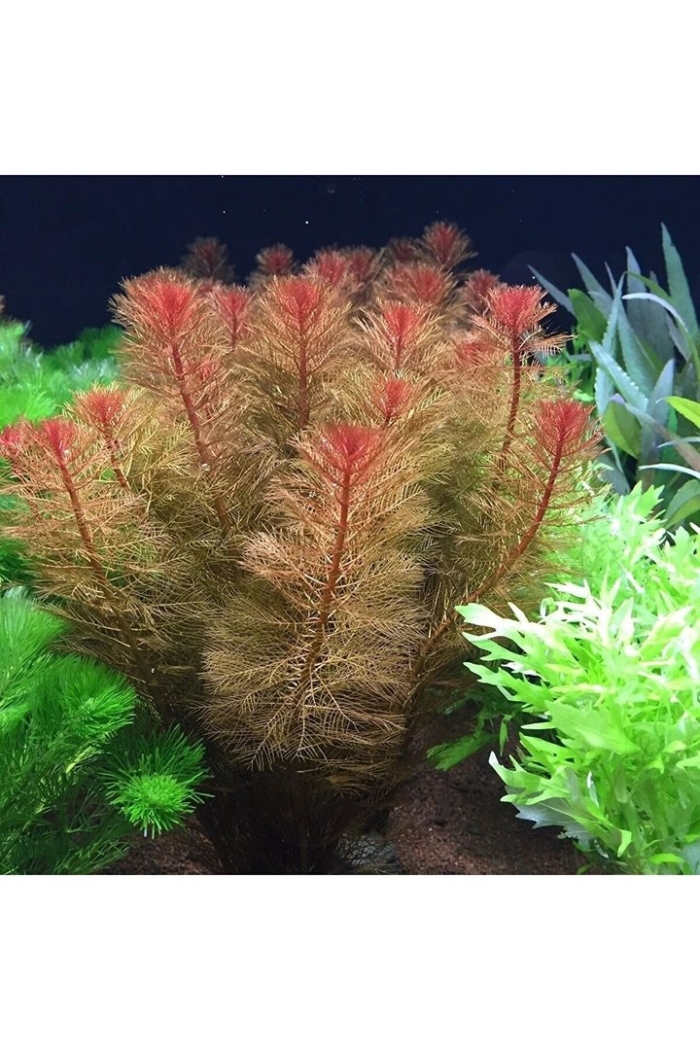 Перистолистник матогросский красный