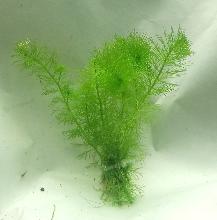 Перистолистник гуайана