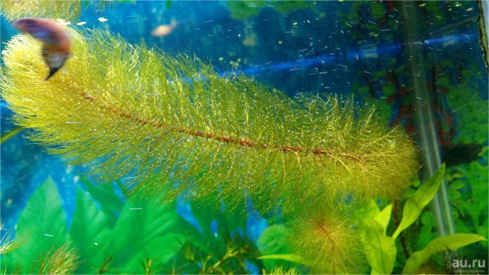 Аквариумное растение
