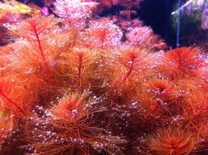 Перистолистник матогросский